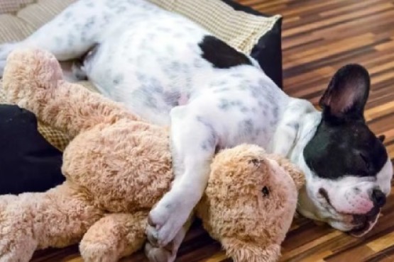 Cómo hacer que tu cachorro duerma toda la noche 