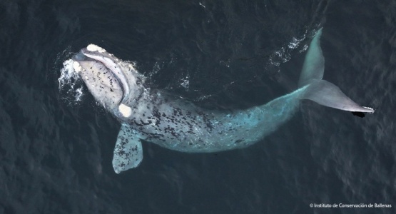 Registraron evento extraordinario de alimentación de ballenas francas