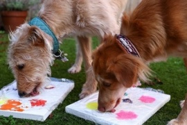 Subastan cuadros "pintados" por perros abandonados