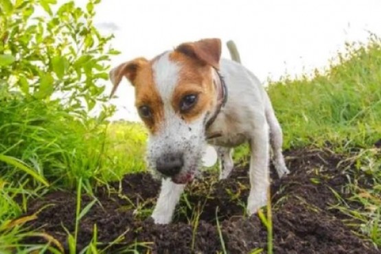 Cómo evitar que los perros hagan pozos 