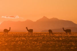 Los secretos de los guanacos y la vida silvestre patagónica