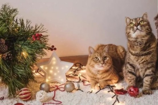 Cómo evitar que los gatos arruinen el árbol de Navidad