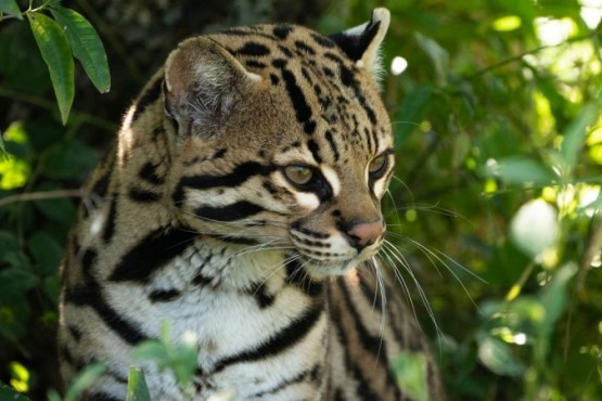 Tomi y Luna, la primera pareja de ocelotes en llegar al parque Iberá