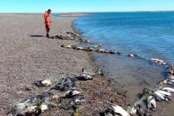 CAP y Pesca actuarán por la aparición de 139 pingüinos muertos