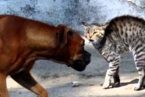 Trucos para terminar con las peleas entre perros y gatos
