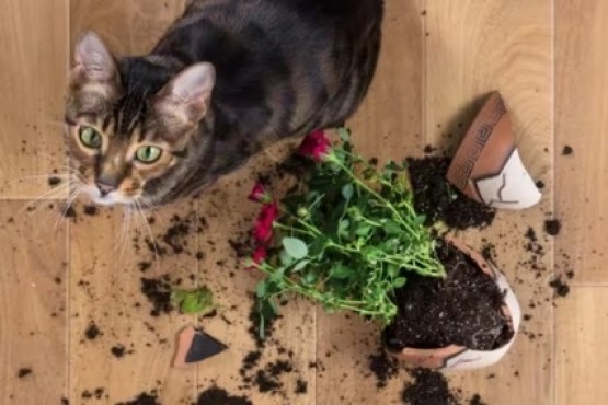 La razón por la que los gatos tiran cosas al piso