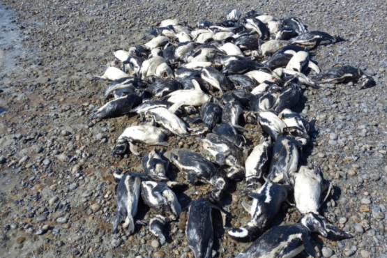 130 pingüinos muertos desatan llamado urgente a la acción