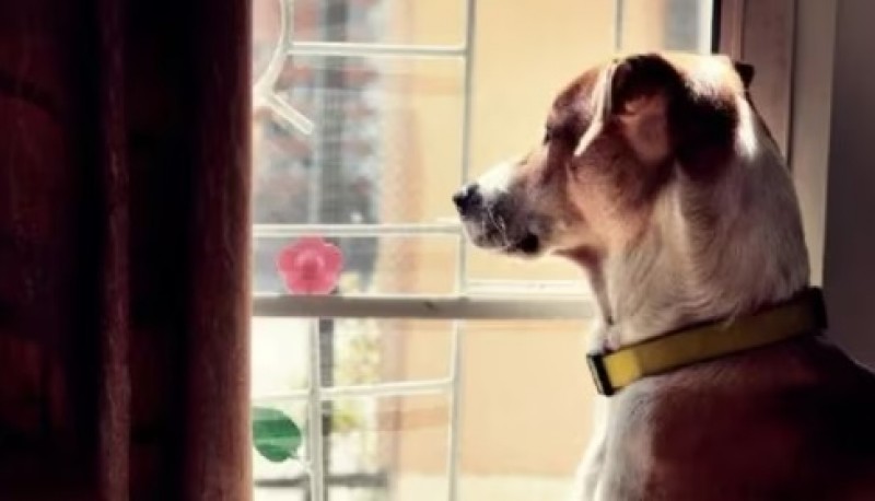 El motivo por el que a los perros les gusta mirar por la ventana