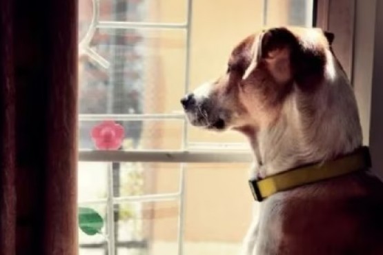 El motivo por el que a los perros les gusta mirar por la ventana