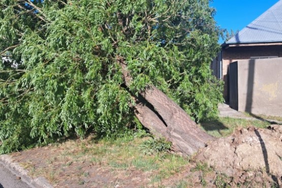 Temporal de viento en Río Gallegos: se cayó un árbol