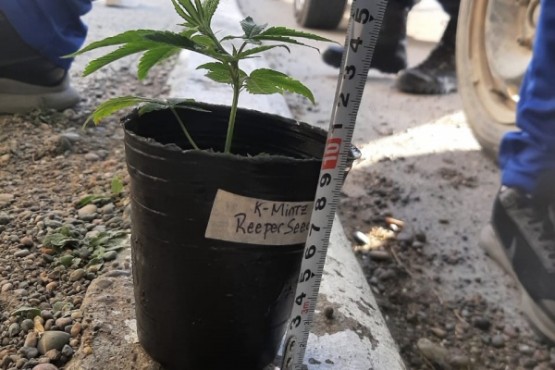 Demoraron a tres hombres con una planta de marihuana 