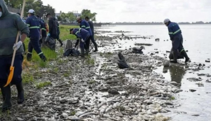 Aparecieron cientos de peces muertos en Chascomús