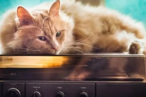 Qué música le gusta a los gatos
