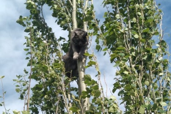 Rescataron a un gato atrapado en un árbol 