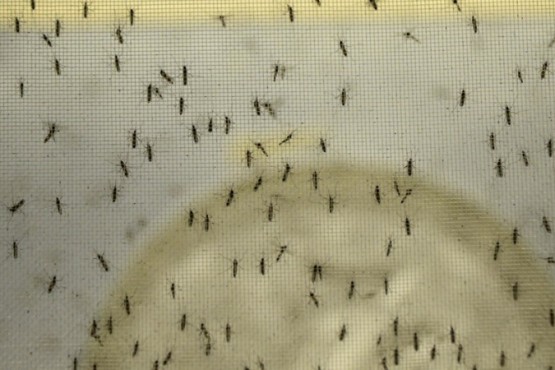 Mosquitos en el AMBA: es de la especie vectora de la encefalitis equina