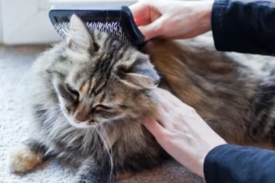 Cómo prevenir la caída del pelo de los gatos