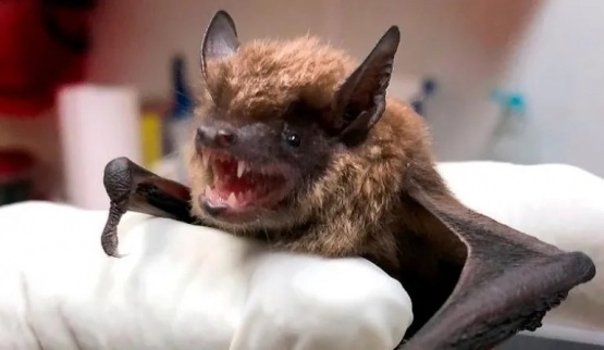 Chubut: aparecieron dos murciélagos con rabia