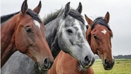Encefalomielitis equina: advierten la importancia de vacunar a los caballos