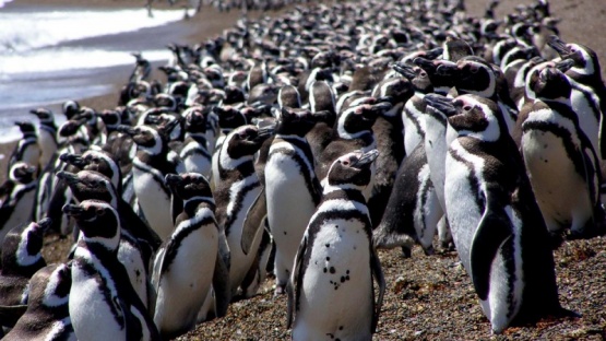 Las causas de impacto en la conservación de pingüinos