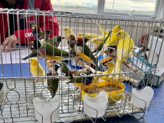 Aduana de Punta Arenas incauta contrabando de 24 aves de diferentes especies