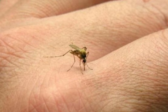 Aumentaron casi un 600% los casos de dengue en Río de Janeiro
