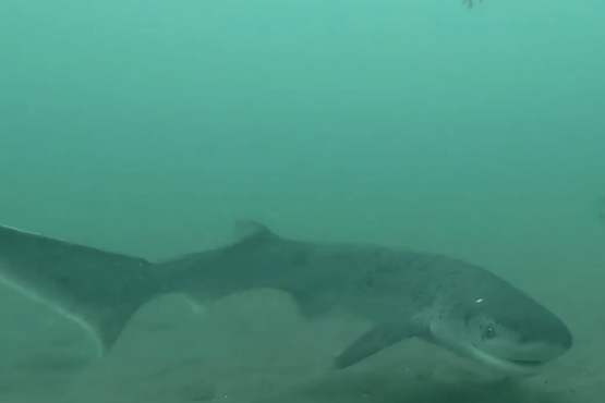 Tiburones en la costa santacruceña