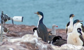 Monitorean a tres especies de aves con un streaming inédito en Argentina