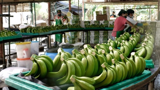 Rusia prohibió importar bananas de Ecuador por posible envío de armas a Ucrania