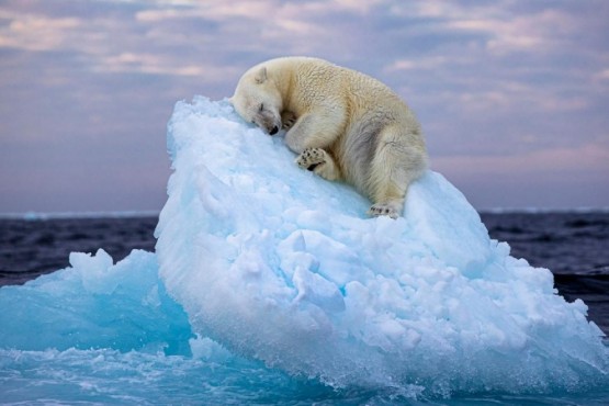 La imagen de un oso polar en un iceberg a la deriva ganó un prestigioso premio