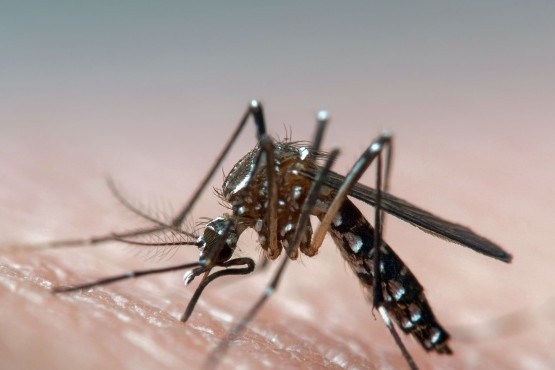 Dengue: 29 muertes y 14 provincias argentinas presentan 