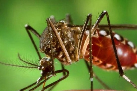 Santa Fe registró su primera muerte del año por dengue