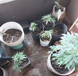 Allanan una casa por robo y encuentran plantas de cannabis sativa