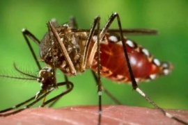 El dengue "se está volviendo una enfermedad endémica en todo el país"