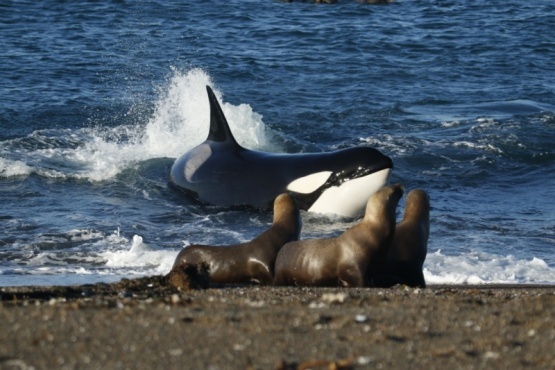 Fijaron la fecha para el inicio de la temporada de Orcas