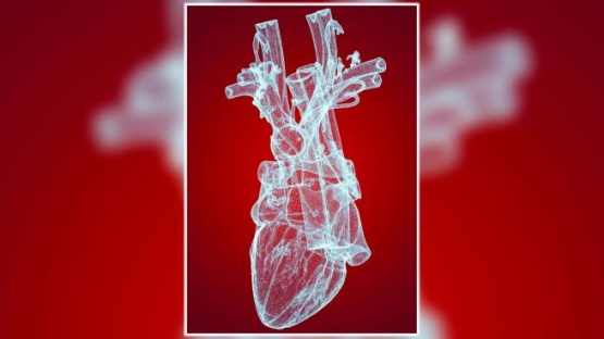 Reconocen a la arteria aorta como un órgano independiente del cuerpo humano
