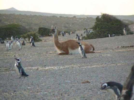 La duda del millón: ¿Hay más guanacos que personas en la Patagonia?