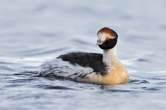 Macá tobiano. Descubierta en 1974 y solo se reproduce en las lagunas de las altas mesetas, al oeste de Santa Cruz. 