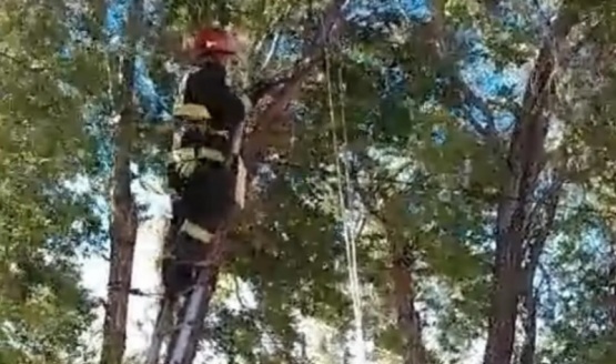 Bomberos evitaron la caída de un árbol sobre cables de alta tensión