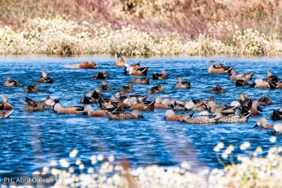 Censos de aves en el humedal de El Calafate. 