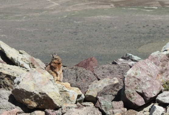 Registran una especie poco conocida en el Parque Nacional Perito Moreno