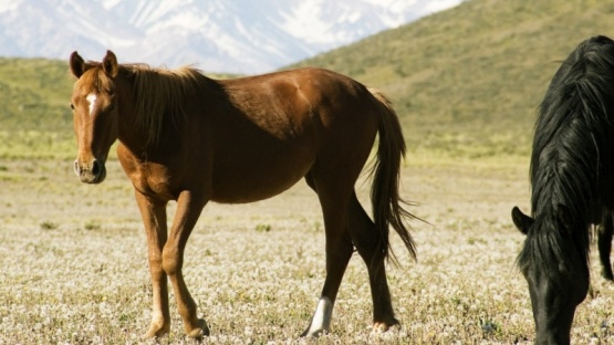 Se confirmó el primer brote de Encefalomielitis equinas en Chubut