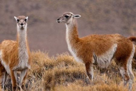 Santa Cruz busca exportar charqui de guanaco a China