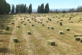 Productores buscan forrajes alternativos a la alfalfa