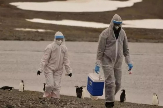 Se expande la gripe aviar en la Antártida: detectan el virus en pingüinos y cormoranes