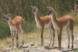 Incorporaron al guanaco a una lista internacional para su conservación