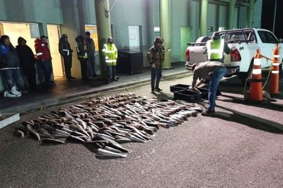 Gendarmería Nacional incautó más de 200 pescados 