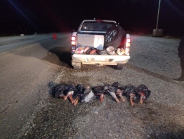 Secuestran carne de guanaco en control preventivo de narcotráfico
