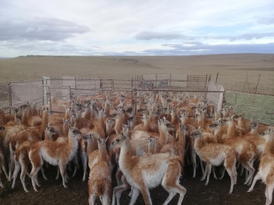 Comenzó la temporada de zafra del guanaco en Santa Cruz