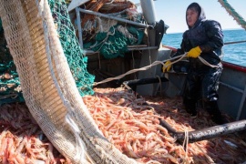 En un complejo contexto, abre este miércoles la pesca de langostino en jurisdicción de la Nación