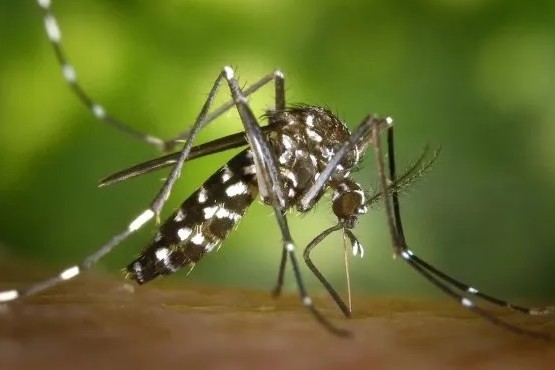 El Ministerio culpó al gobierno anterior de la crisis del dengue